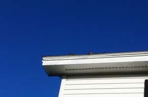 I know they're hard to see, but there are three baby barn swallows on our roof. For the past week we've been hosting flight school. Our neighbor's barn swallows sail all over our yard calling (begging too) and presumably snatching up bugs. When the babies tire, they rest on the roof and beg some more. The parents zoom by and feed them. 